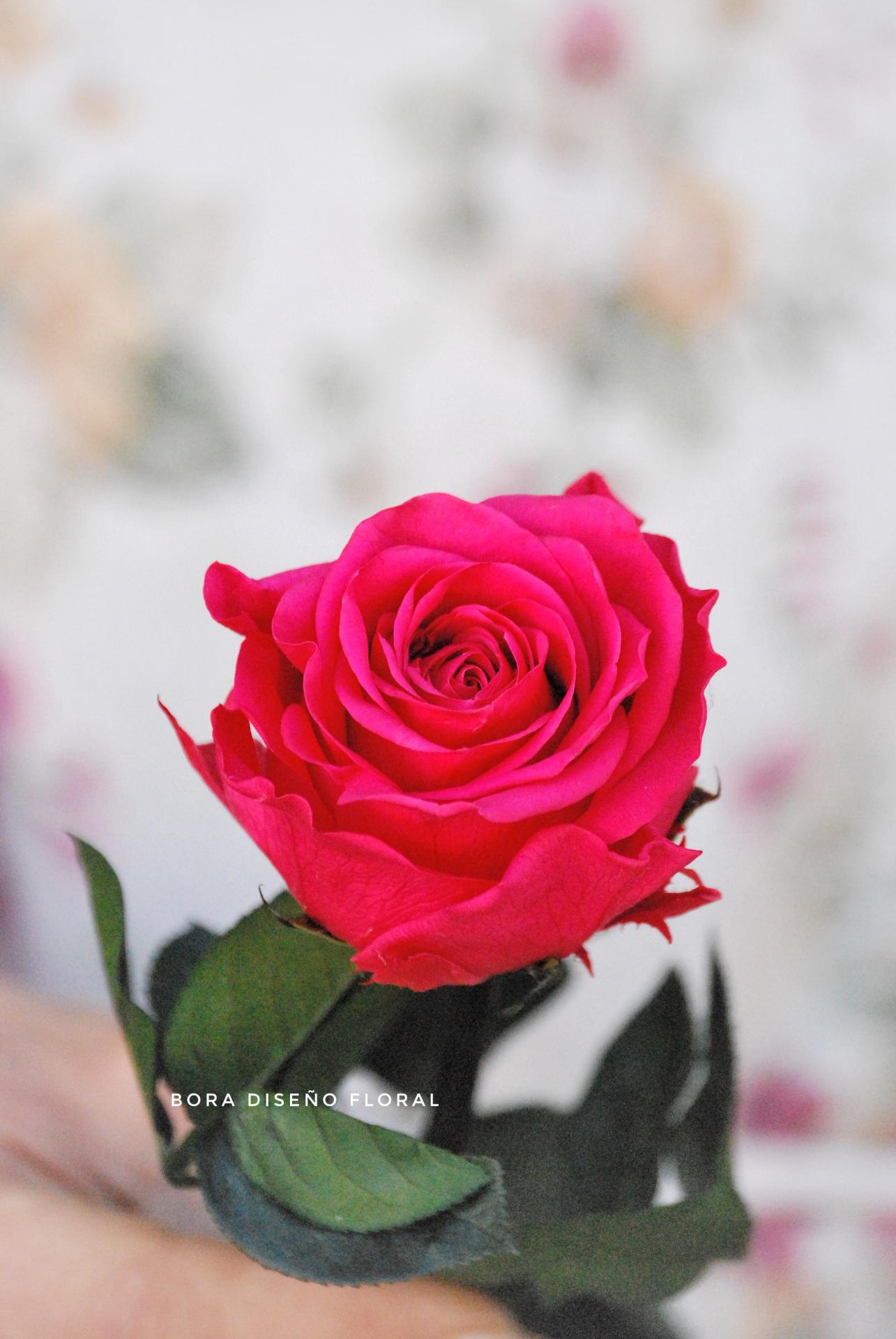 Rosa eterna fucsia Admiración – Bora floral
